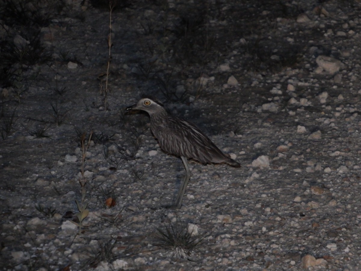 Double-striped Thick-knee - Randolph "Casper" Burrows