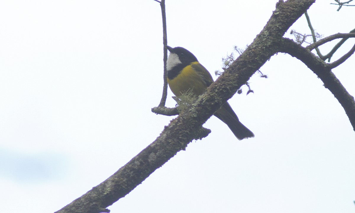 Golden Whistler - ML100554961