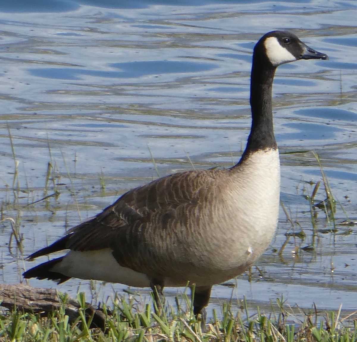 Canada Goose - ML100555111