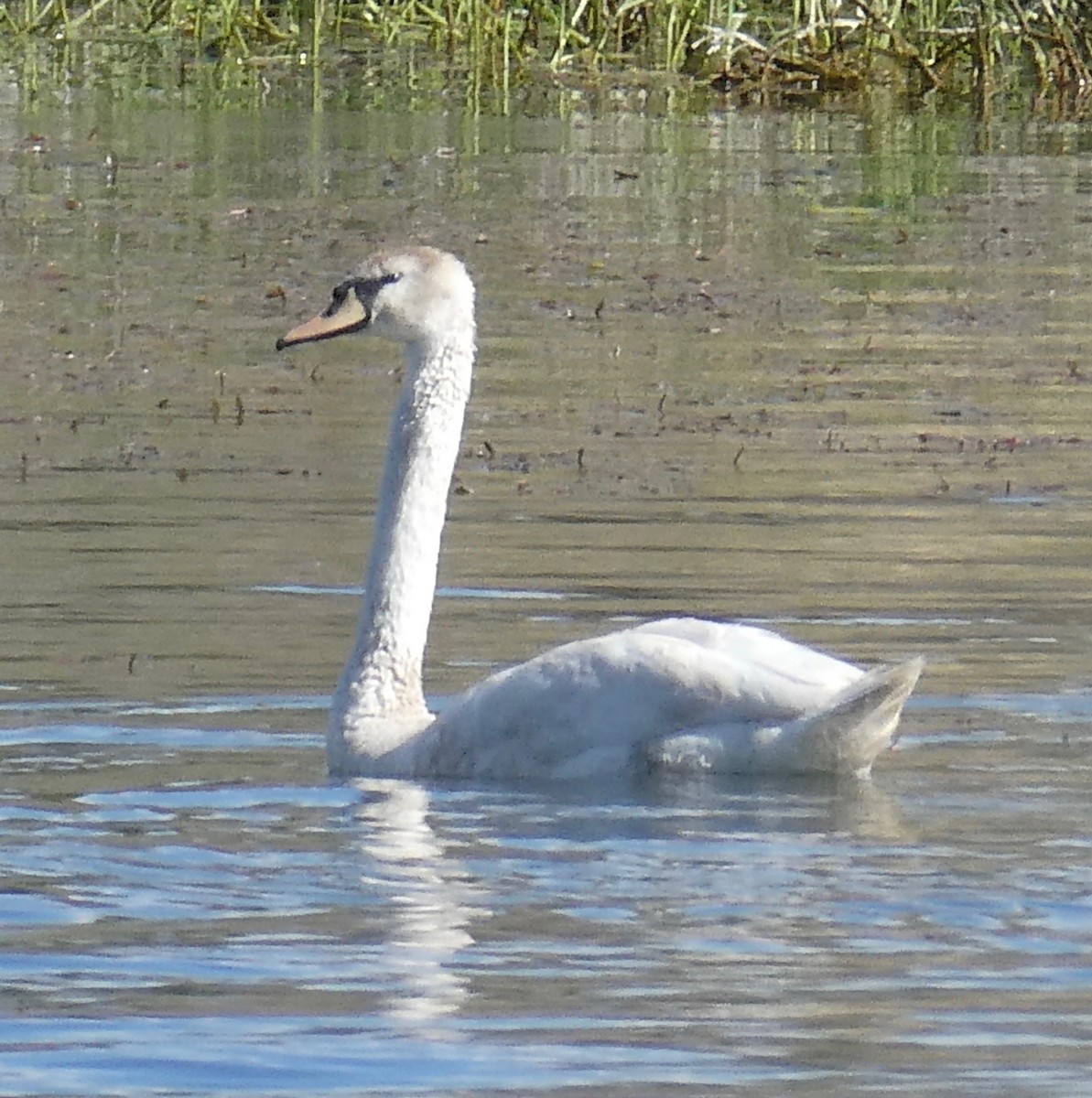 Mute Swan - ML100555191