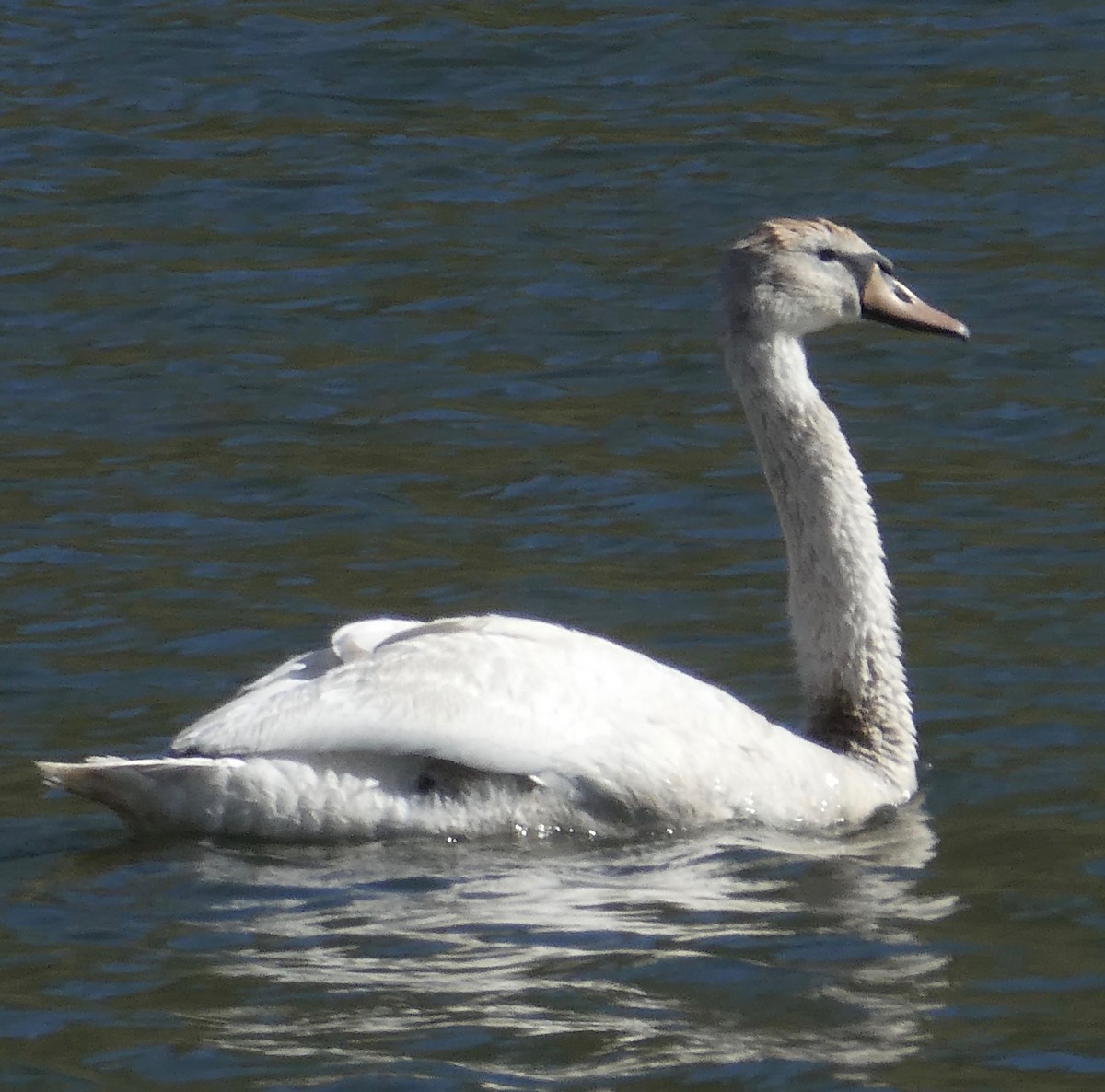 Mute Swan - ML100555201