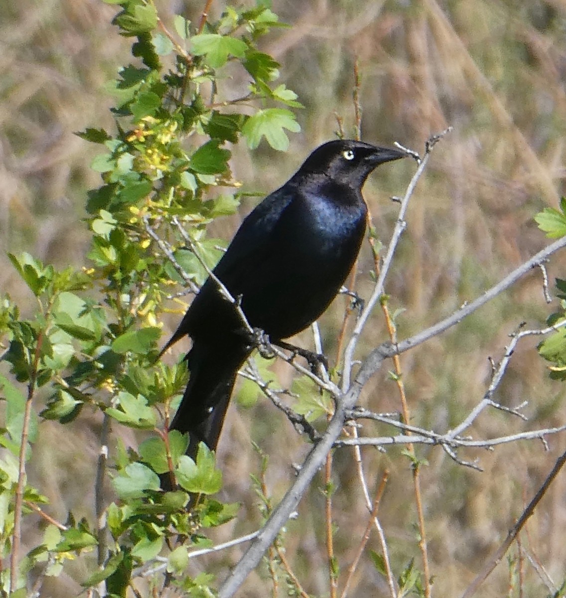 Great-tailed Grackle - ML100555371