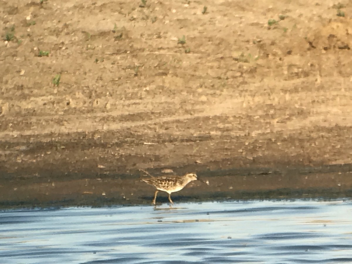 Least Sandpiper - Dan Belter