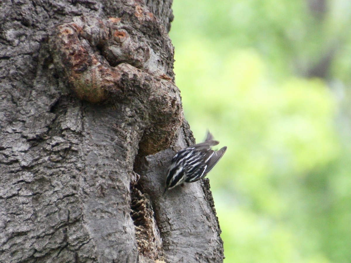 Black-and-white Warbler - ML100556451