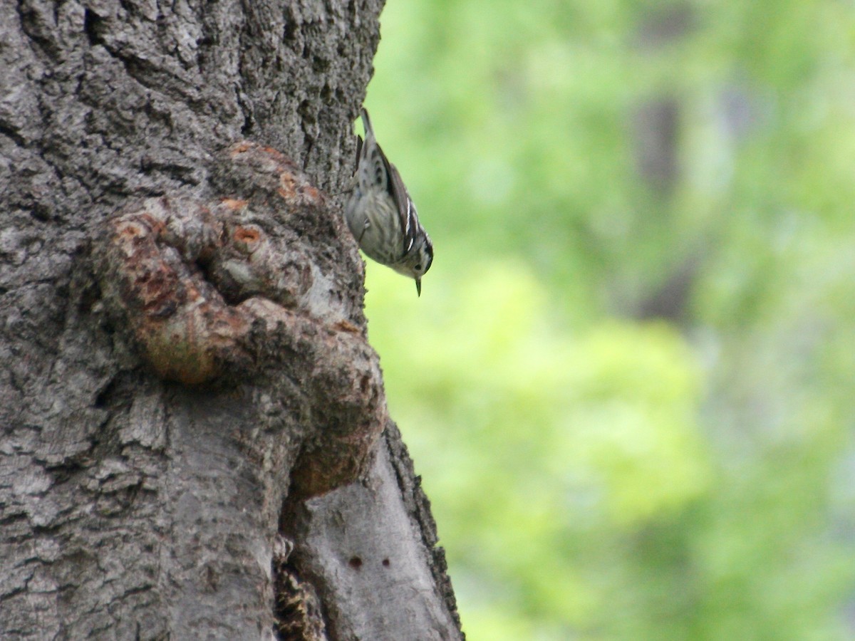 Black-and-white Warbler - ML100556461