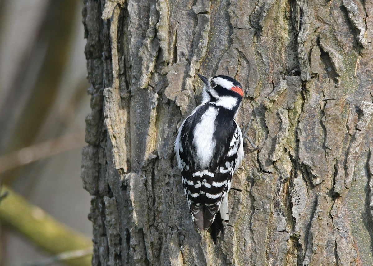 Downy Woodpecker - ML100556681