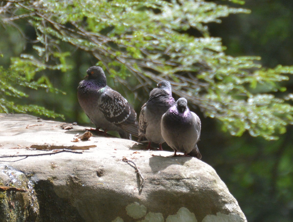 Rock Pigeon (Feral Pigeon) - Doug Overacker