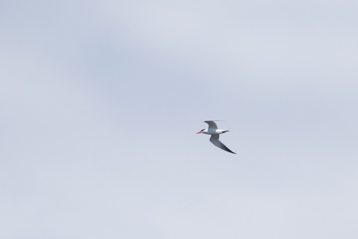 Caspian Tern - John P Richardson