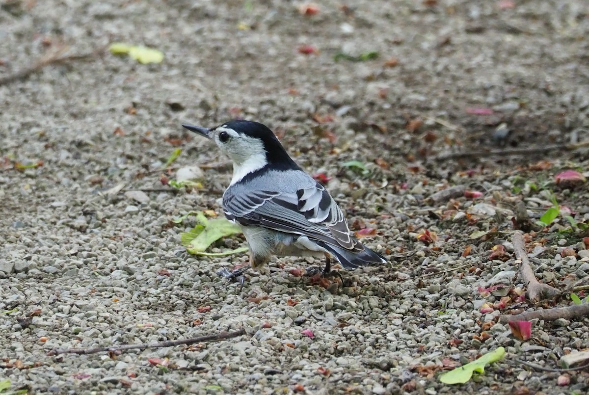 White-breasted Nuthatch (Eastern) - Sarah Preston