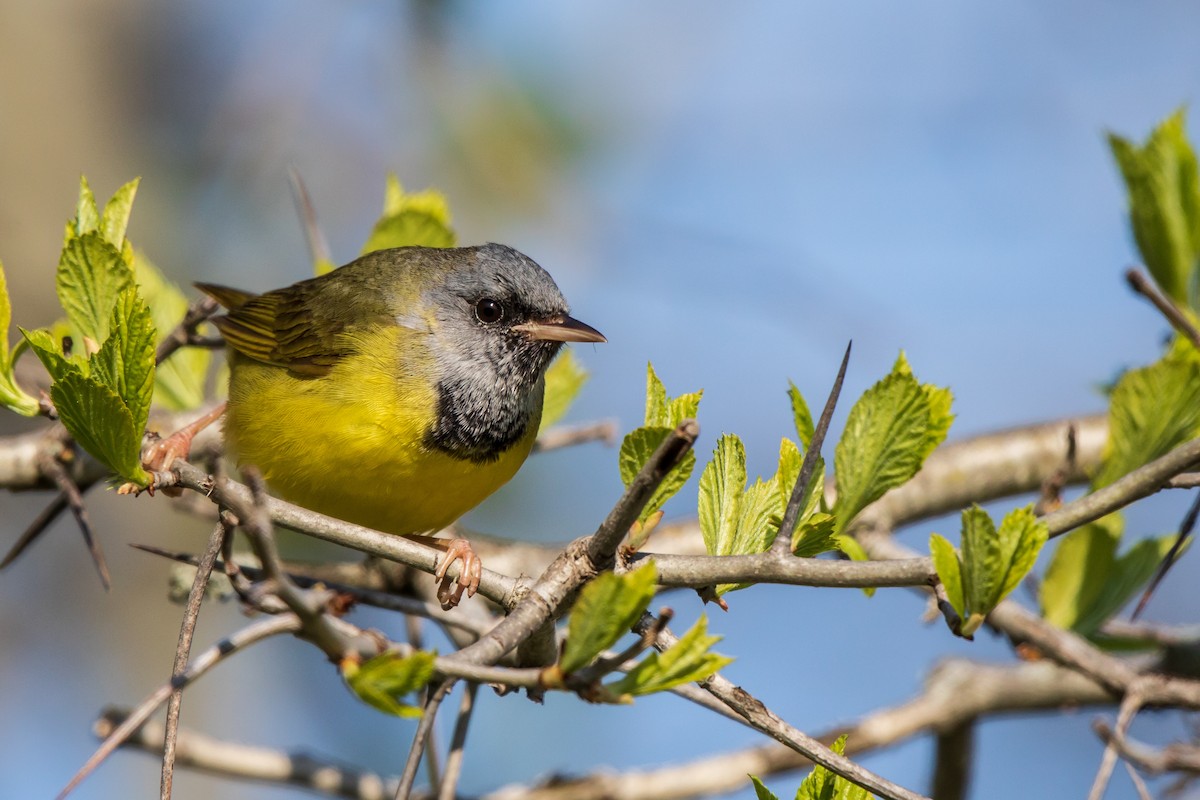 Graukopf-Waldsänger - ML100564701