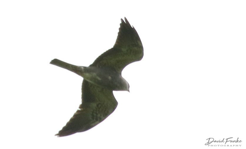 Mississippi Kite - David Funke