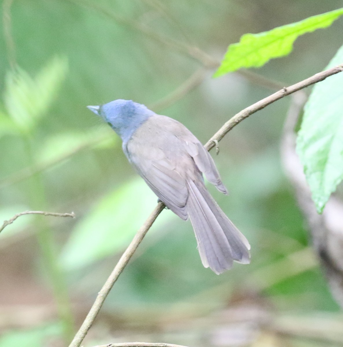 Black-naped Monarch - ML100566171