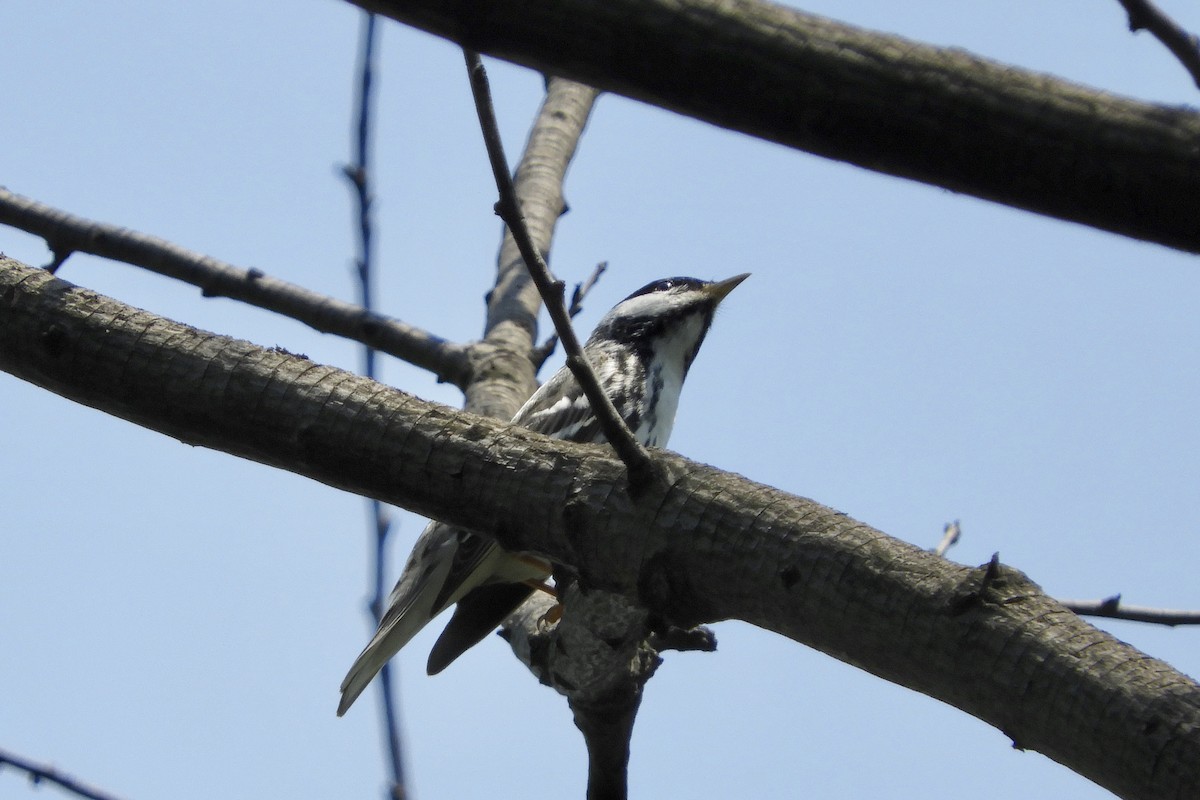 Blackpoll Warbler - ML100567911