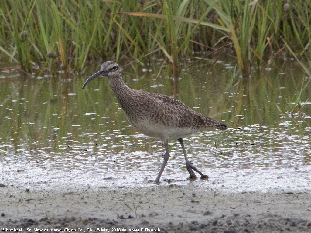 Regenbrachvogel - ML100569541