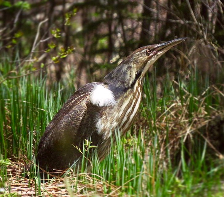 American Bittern - Will Broussard