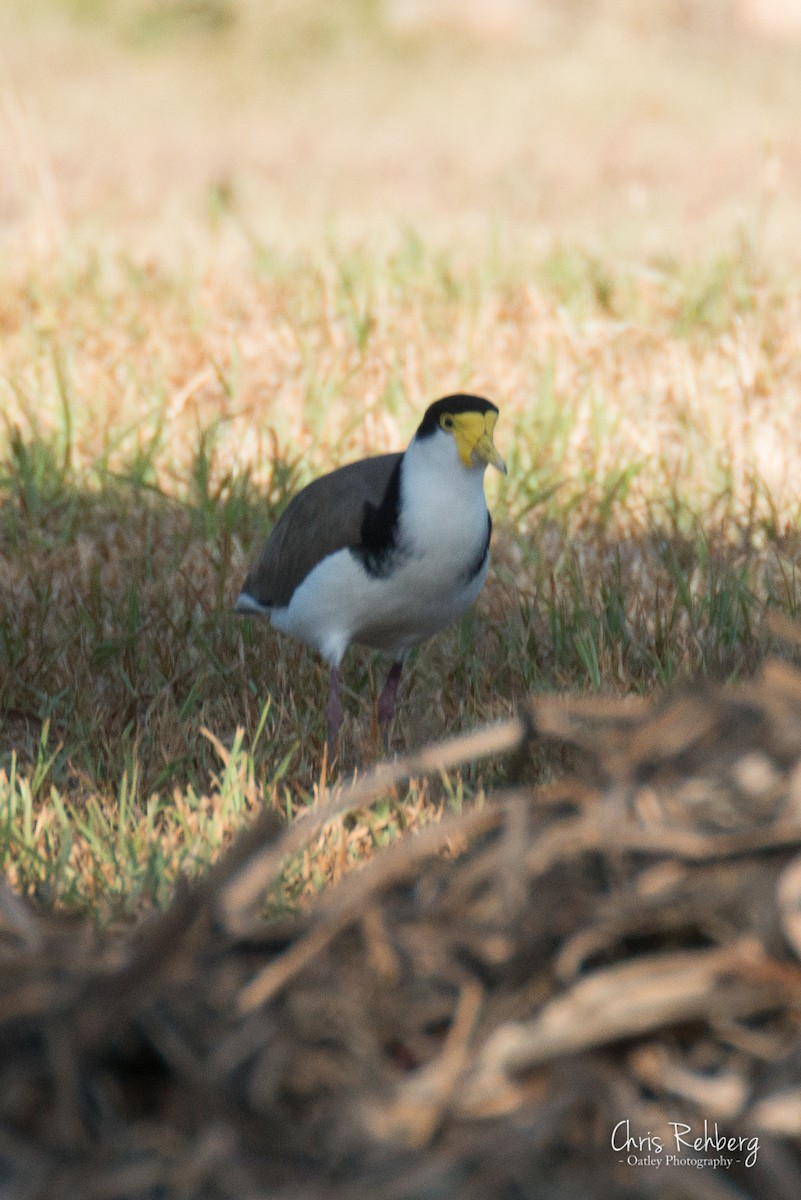 Masked Lapwing - ML100572261