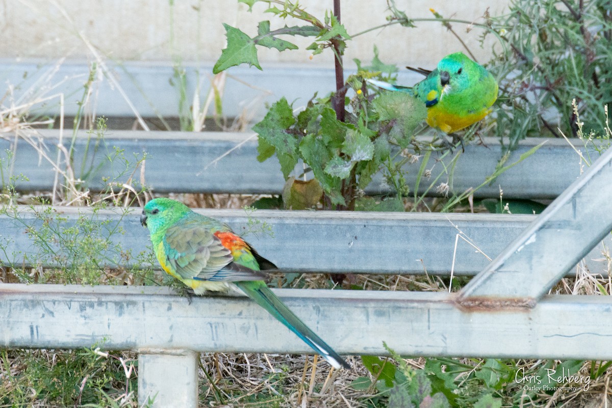 Red-rumped Parrot - ML100573231