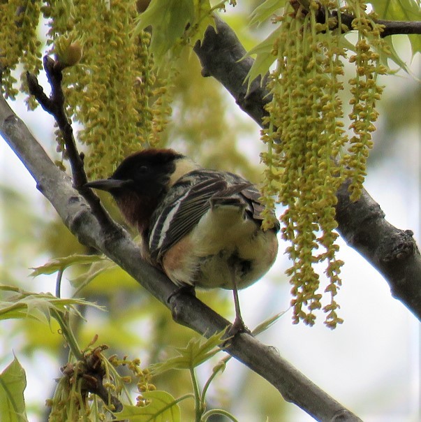 Bay-breasted Warbler - ML100575331