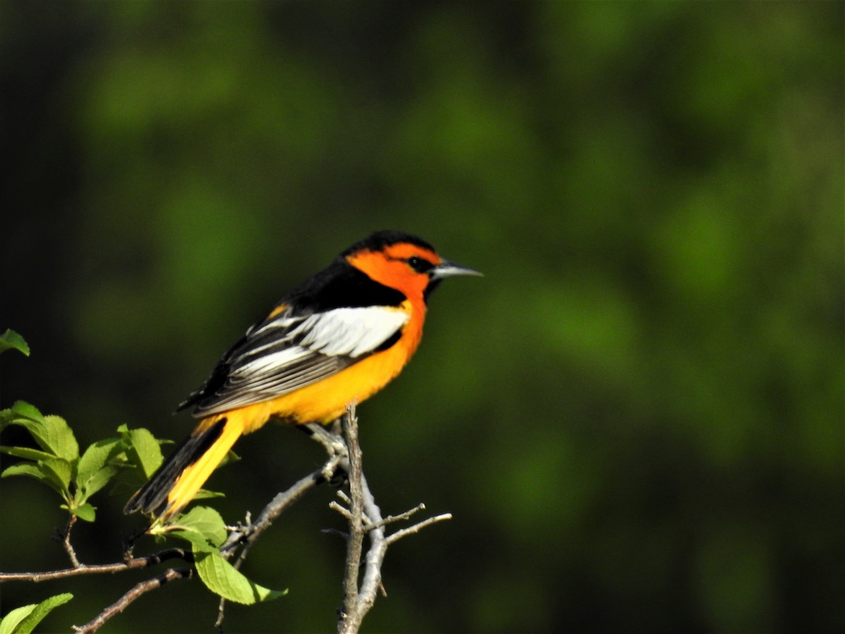 Oriole de Bullock - ML100576791