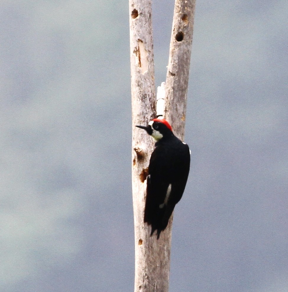 Acorn Woodpecker - ML100577551