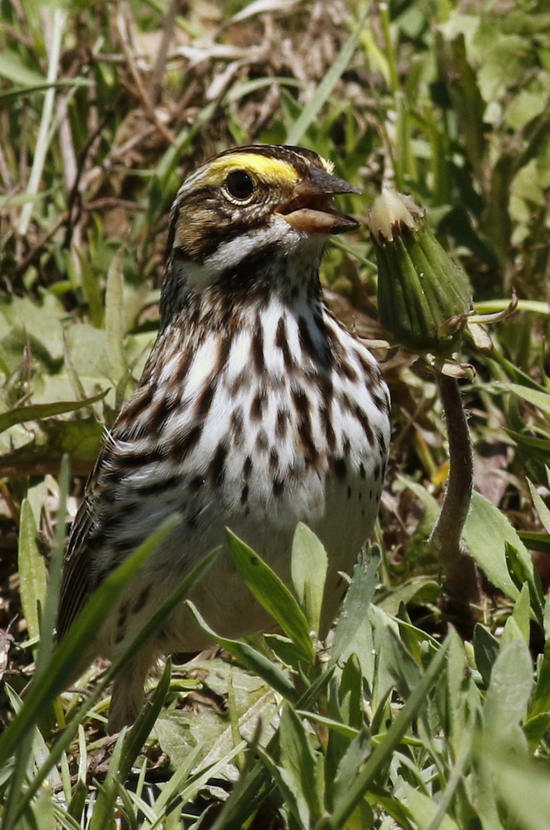 Savannah Sparrow - Jon G.