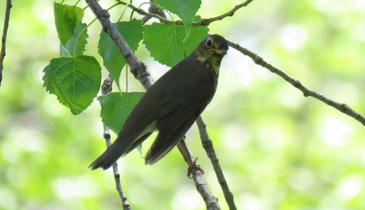 Swainson's Thrush - ML100578201