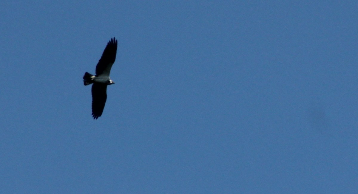 Osprey - ML100578271