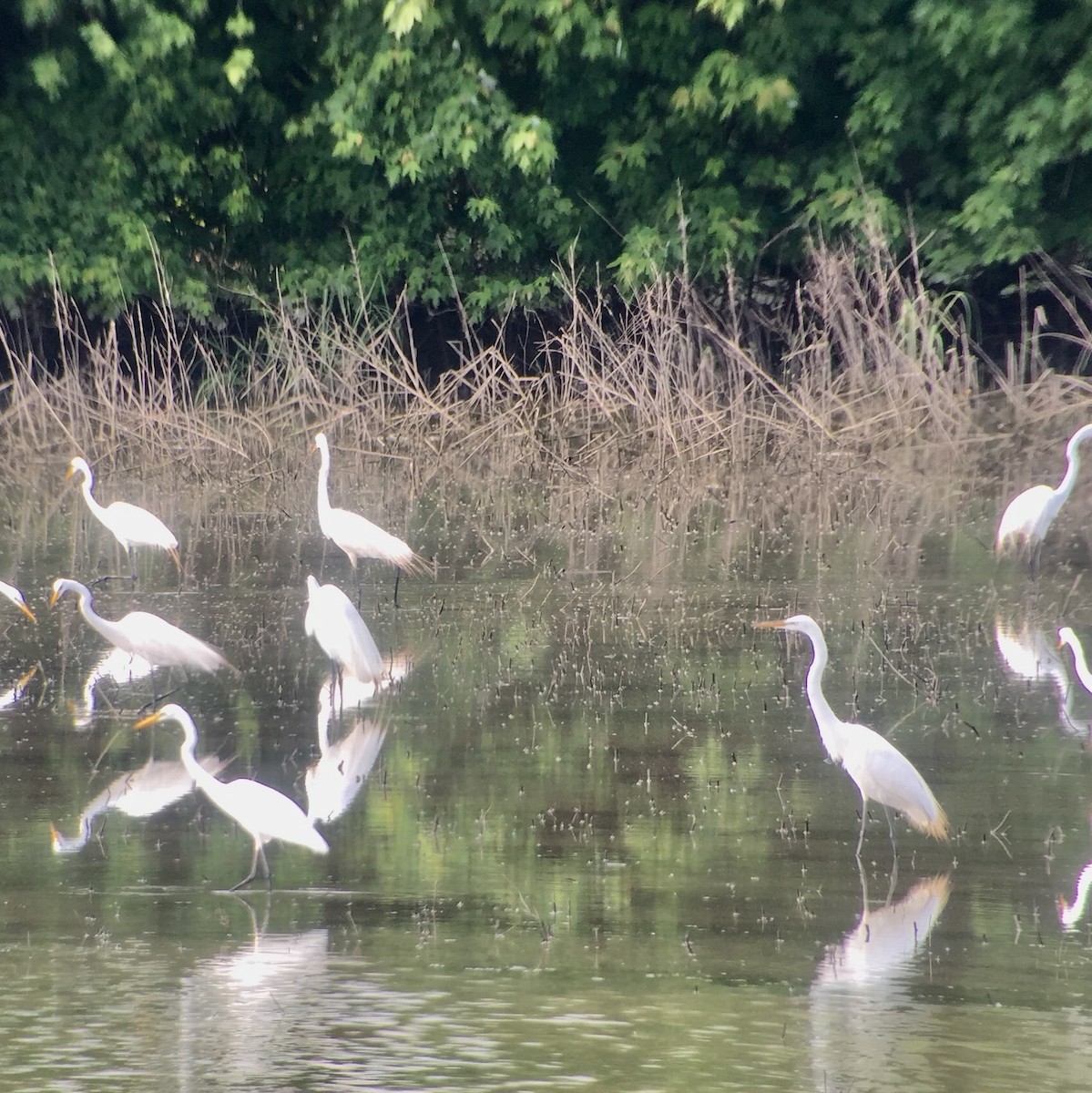 Great Egret - ML100580381