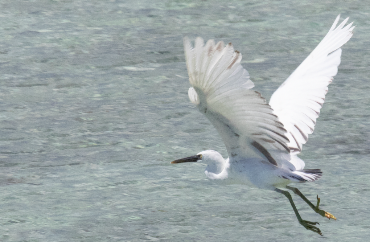 Pacific Reef-Heron - Rlene Steffy