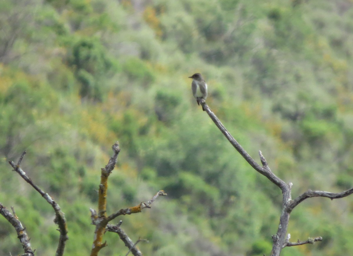 Olive-sided Flycatcher - Susan Stanton