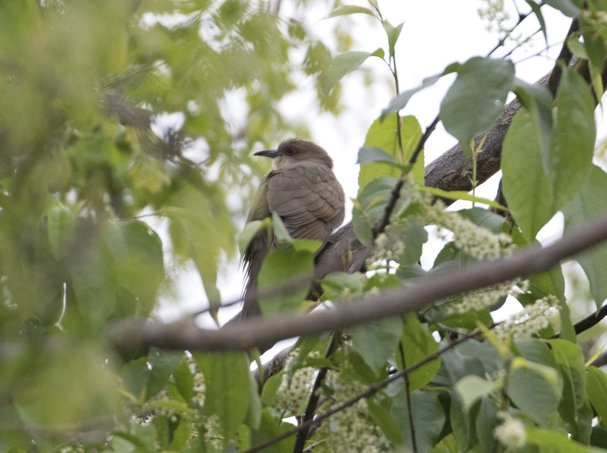 Black-billed Cuckoo - Heather Wolf