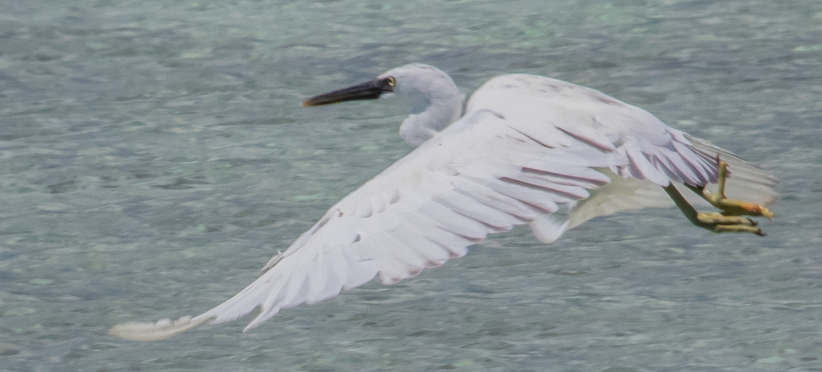 Pacific Reef-Heron - ML100581741