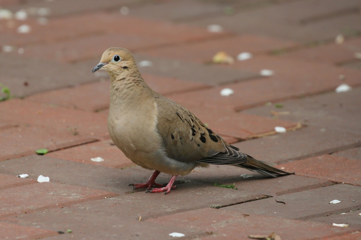 Mourning Dove - Geoffrey A. Williamson