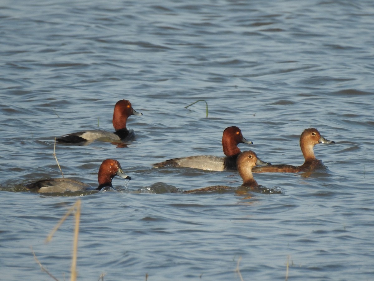 Redhead - Jean Lemoyne