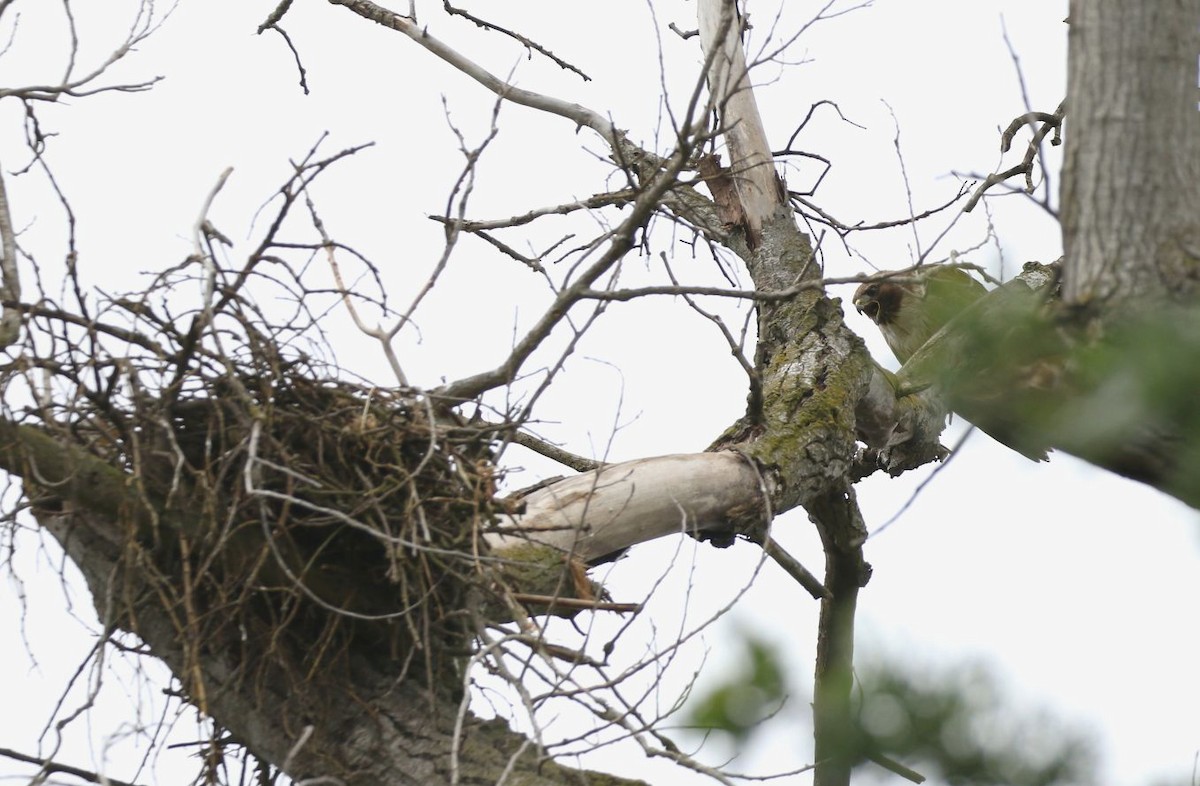 Red-tailed Hawk - ML100584071