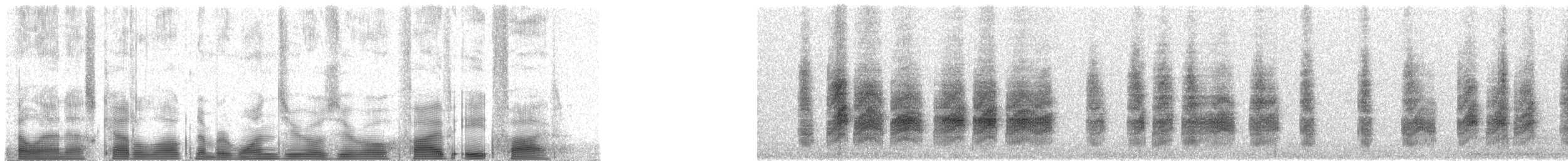 Acantiza Robusta - ML100585