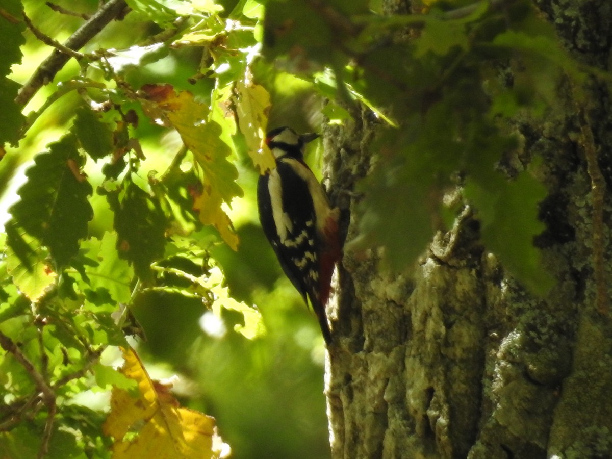 strakapoud velký (ssp. numidus/mauritanus) - ML100585111