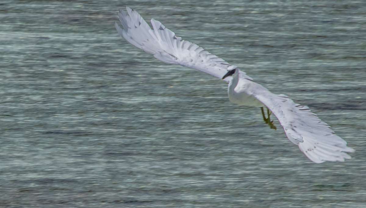 Pacific Reef-Heron - Rlene Steffy