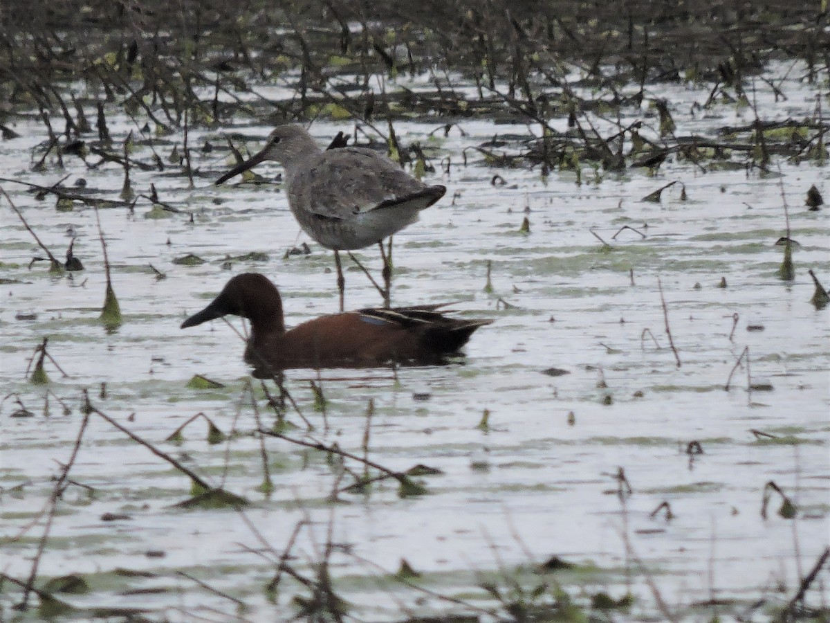 Willet - ML100585451