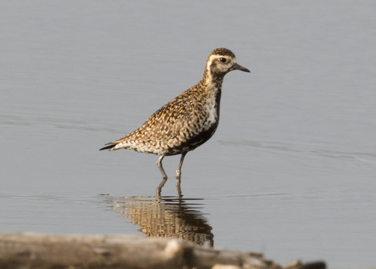 Pacific Golden-Plover - ML100588531