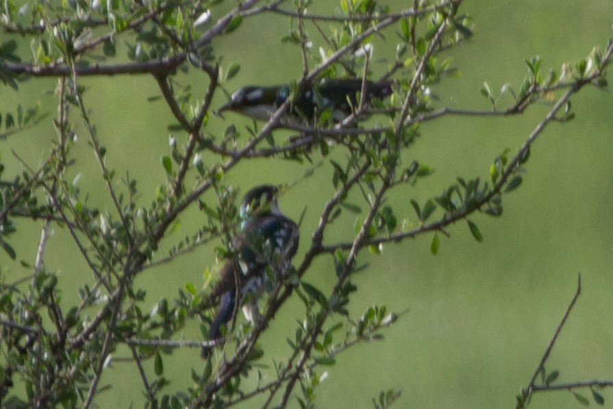 Dideric Cuckoo - ML100591611