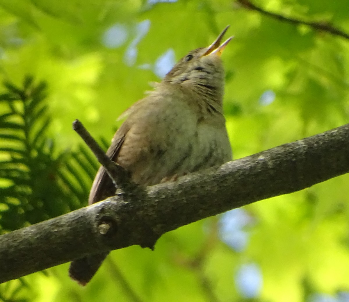 House Wren - ML100591861