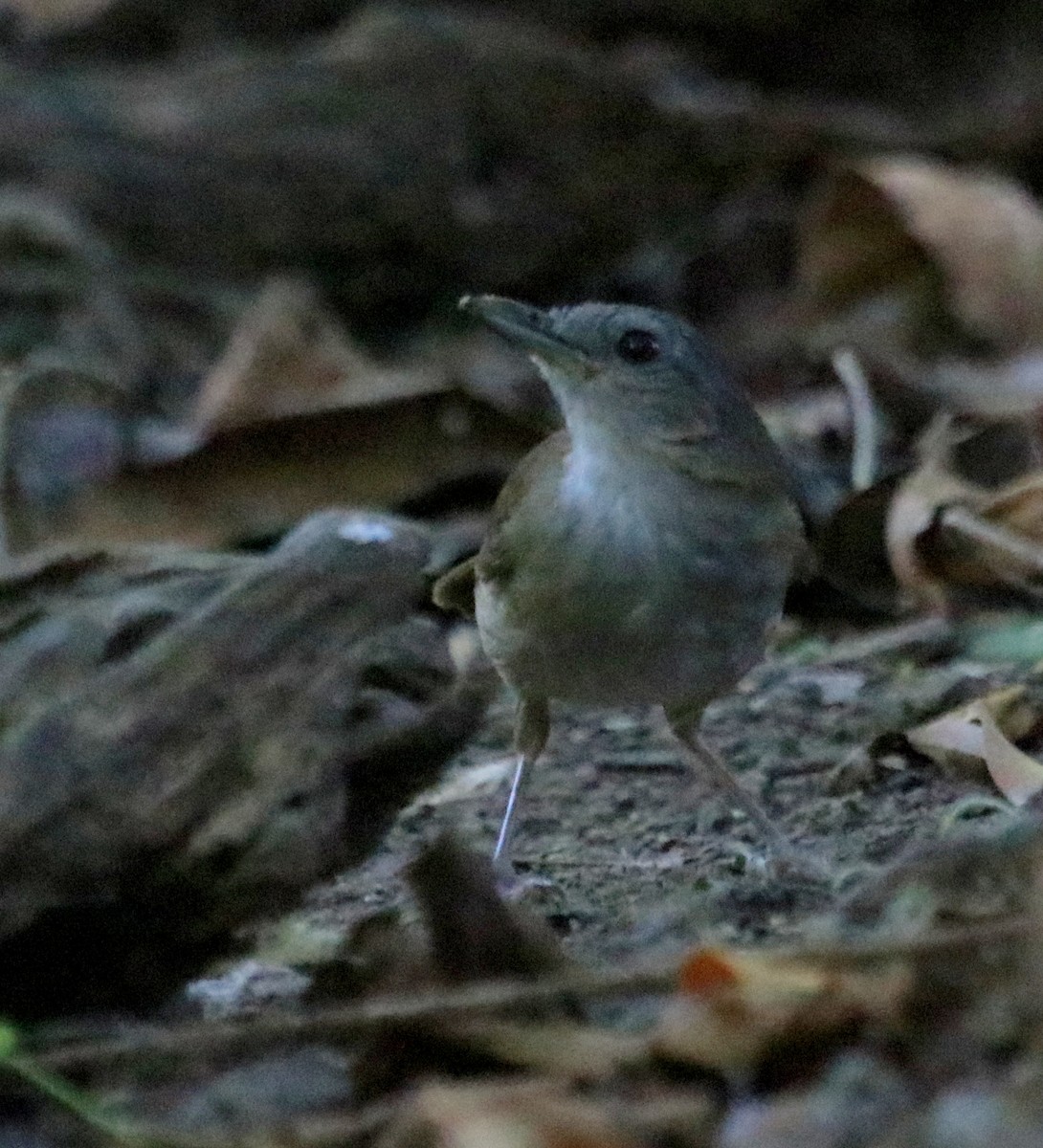 Horsfield's Babbler - ML100592911