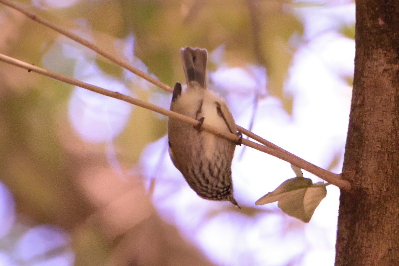 Brown Thornbill - ML100593031