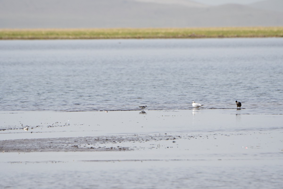 Mouette pygmée - ML100594841