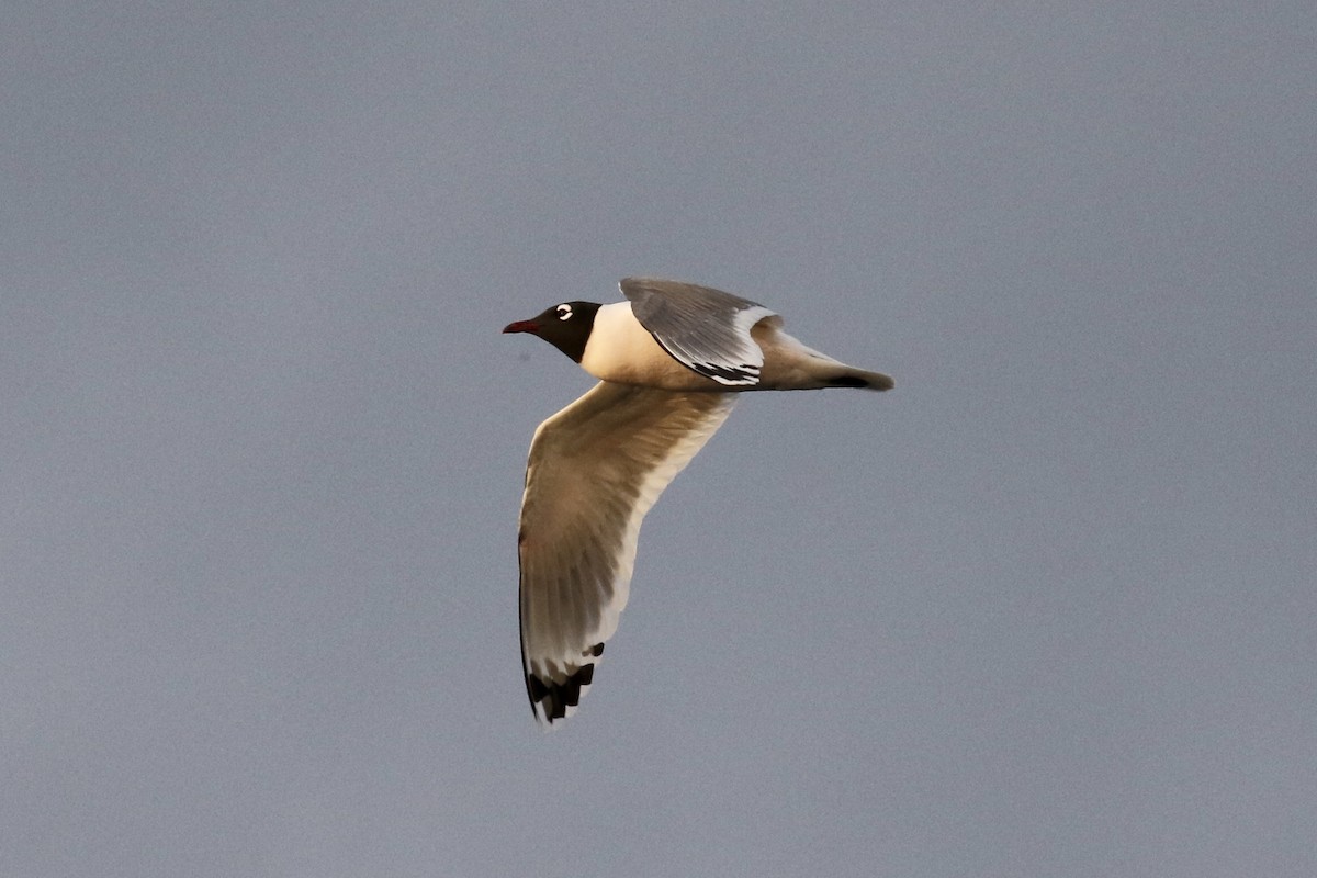 Franklin's Gull - Russ Morgan