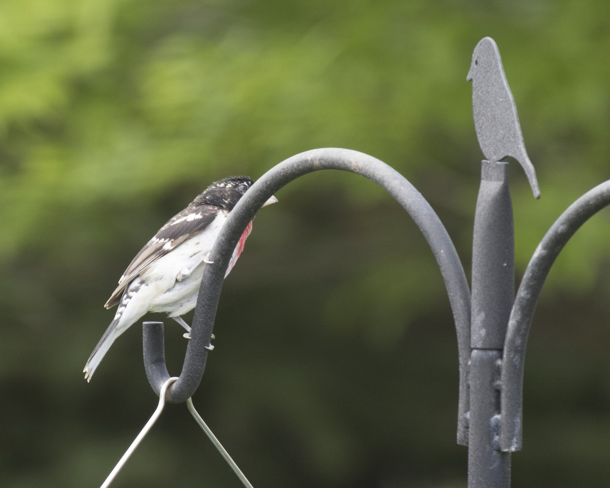 Rose-breasted Grosbeak - ML100597161