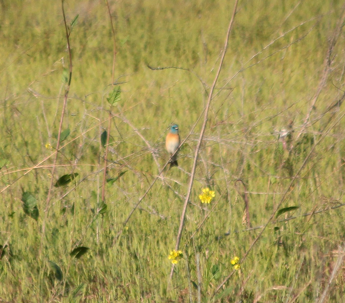 Lazuli Bunting - ML100599691