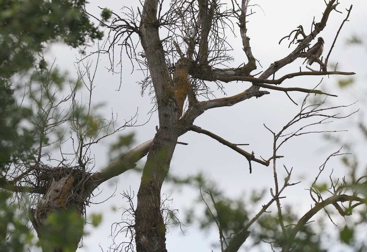 Red-tailed Hawk - ML100600011