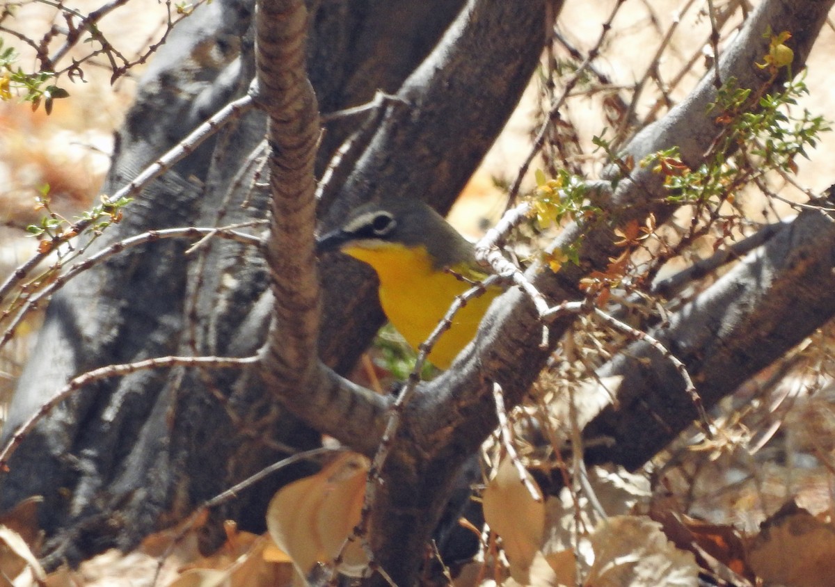 Yellow-breasted Chat - ML100600971